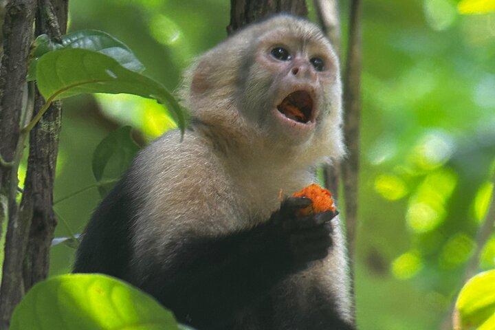 Visite guidée de la nature et des plages de Manuel Antonio