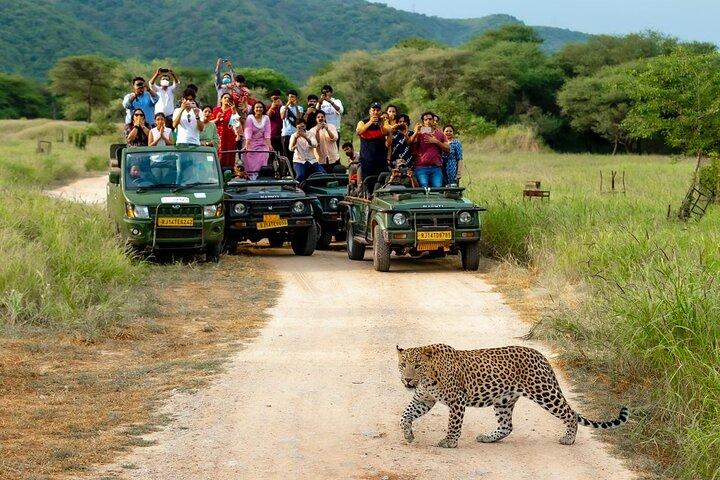 Tour privato di un'intera giornata a Jaipur con Safari Jhalana