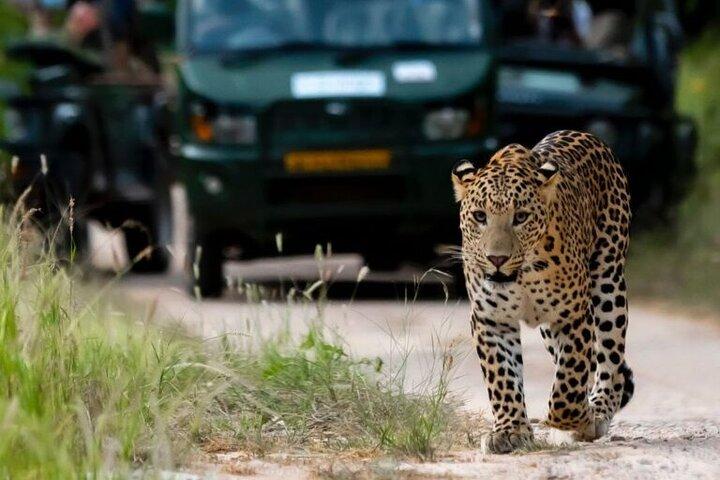 Tour privato di un'intera giornata a Jaipur con Safari Jhalana