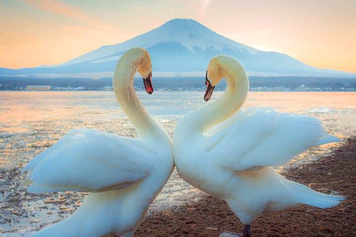 Full Day Tour at Mt. Fuji, Onsen, Lake Kawaguchi and Yamanaka