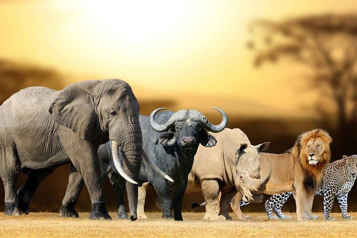 Aquila Safari Full Day Tour Spot the Big Five from Cape Town