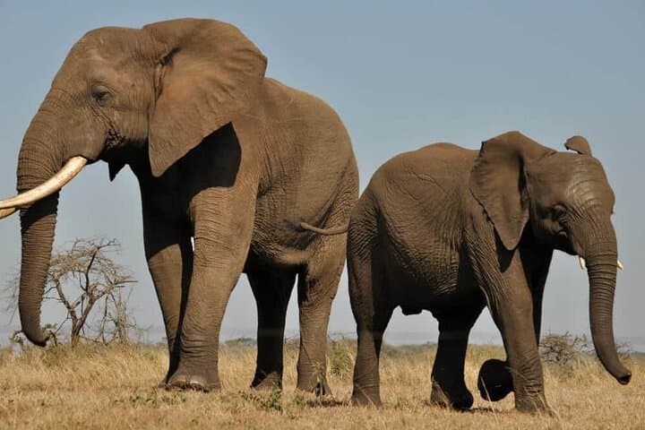 Aquila Safari Full Day Tour Spot the Big Five from Cape Town