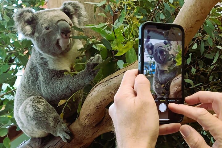 Late Start Blue Mountains Wildlife, Waterfalls, Small Group Tour