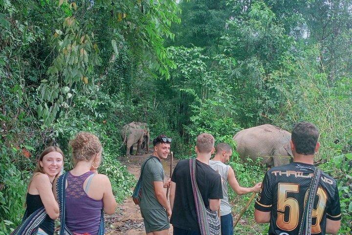 Halvdag eftermiddag Elephant Observation Tour i Chiang Mai