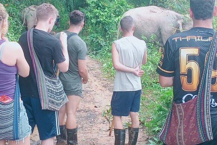 Halvdag eftermiddag Elephant Observation Tour i Chiang Mai