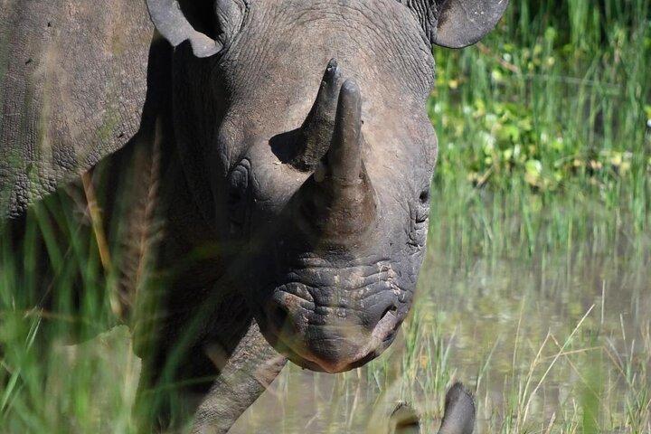 3 dias de luxo Murchison Falls e Ziwa Rhino Safari