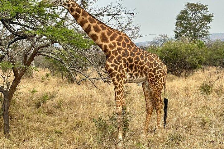 3 dias de luxo Murchison Falls e Ziwa Rhino Safari