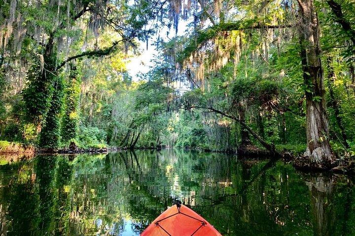 Dora Canal Wildlife Kayak Tour – Malerische Altstadt Floridas