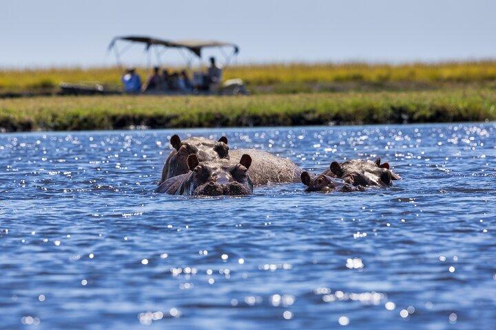 Chobe NP Guided Game drive, crociera di gioco e pranzo Safari