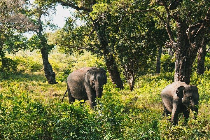 8 Tage Sri Lanka Private Rundreise