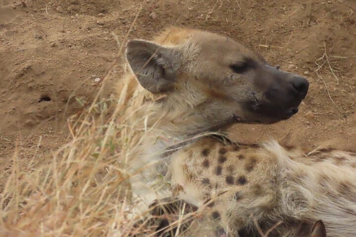 Full Day Kruger Safari Open Vehicle From Hazyview