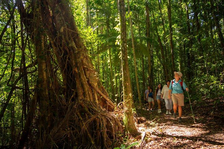 Cataratas Airlie y selva tropical Bushwalk Eco Adventure