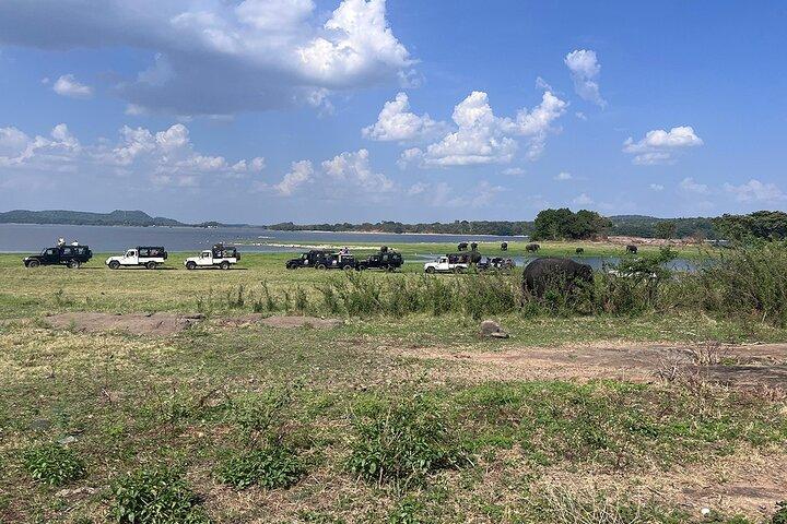 Safari de Jeep privado em Minneriya National Parks