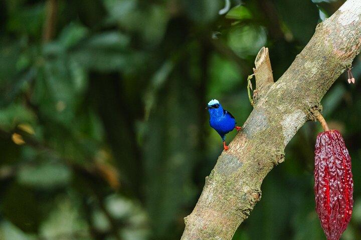 2 - in - 1 Visite Arenal Café et Chocolat