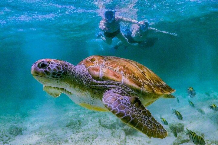 Tulum Turtle Snorkling och Beach Day Tour