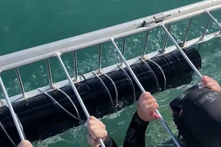 Shark Cage Diving Adventure CAPE TOWN(Lunch & Transport included)