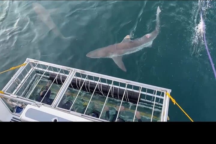 Shark Cage Diving Adventure CAPE TOWN(Lunch & Transport included)