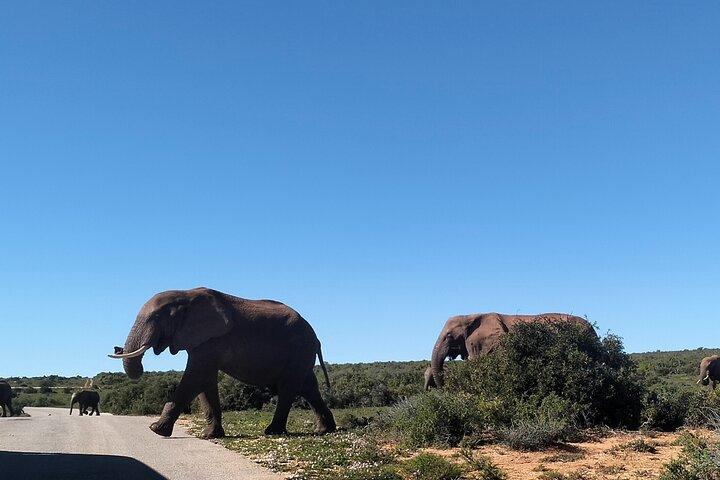 Addo Elephant e Schotia Safari da Port Elizabeth