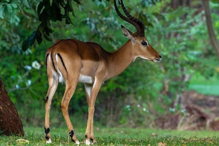 Tsavo East Private 3 - Dagstur
