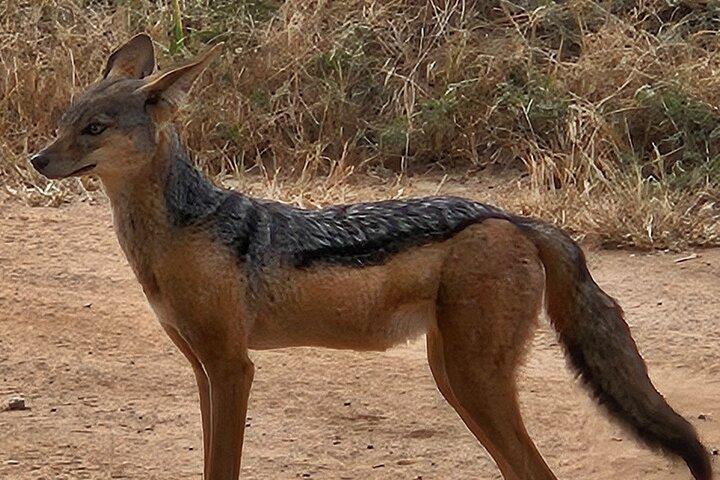 タンザニア北部の象徴的な公園を巡るラグジュアリーサファリ6日間