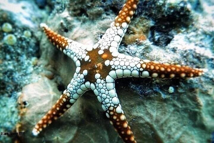 Safari Blue Zanzibar - Seafood Lunch, Sandbank & Hotel Transfer