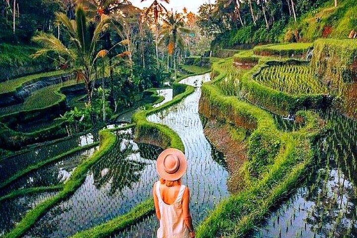 Excursão privada em Bali Ubud Waterfall, Rice Terraces e Monkey Forest