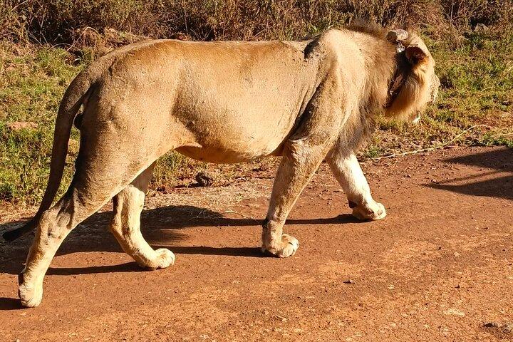 Olepejeta Conservancy 3-dages safari