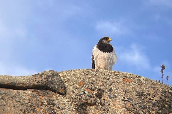 Se fugle og fauna i den chilenske Patagonia Private Tour