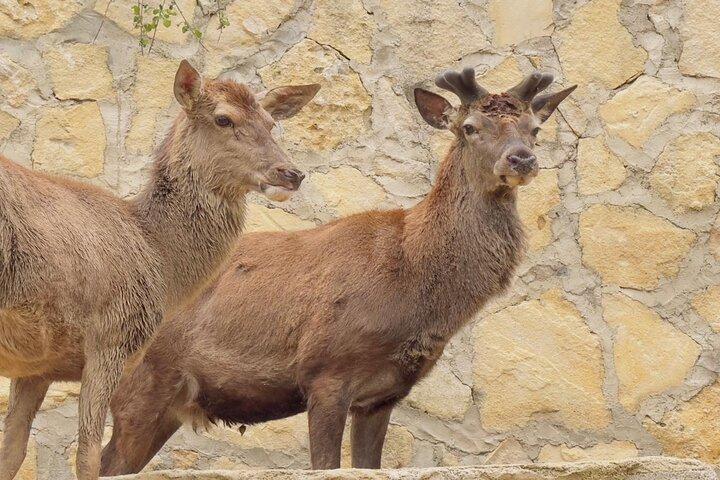 サイドグリーンキャニオン、滝、赤ちゃんライオン(モスク訪問付き)