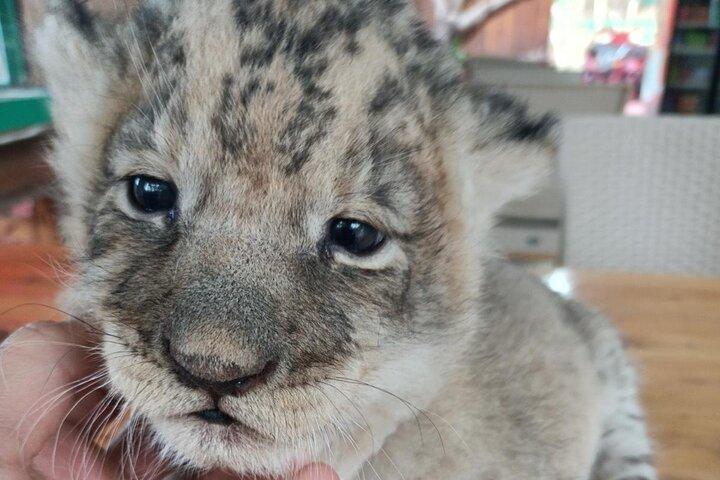 サイドグリーンキャニオン、滝、赤ちゃんライオン(モスク訪問付き)