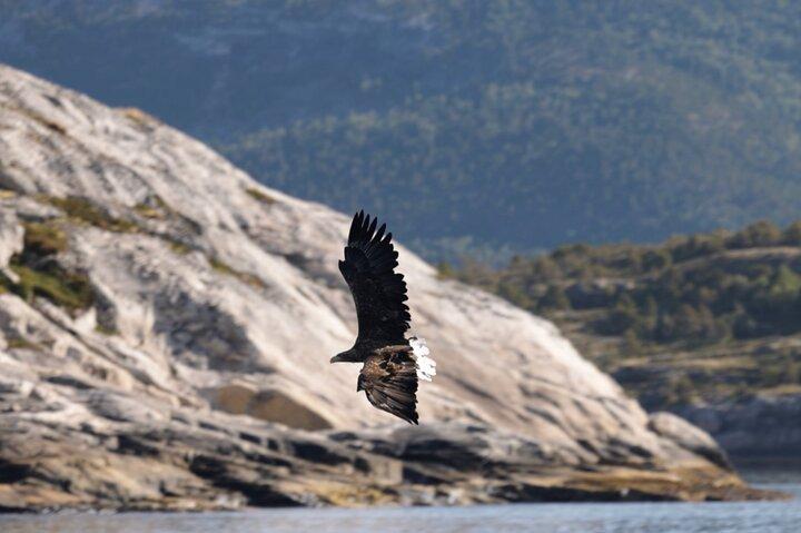 Zodiac Experience Saltstraumen en Eagle Safari