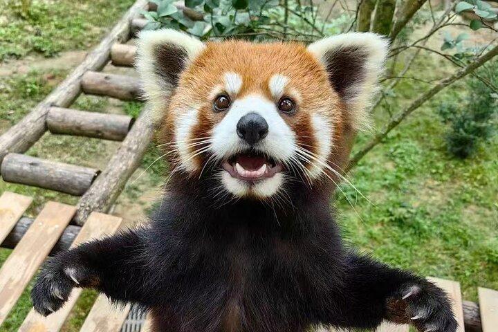 Dujingyan Panda Tour Option Riesenpanda oder Red Panda Keeper