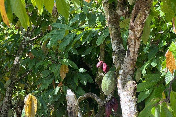 Tour privato alla scoperta culturale di Higüey (da Punta Cana)