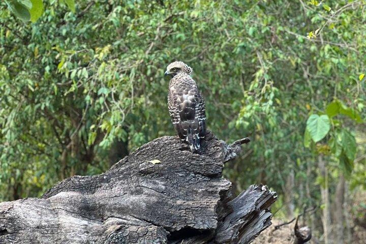 ミネリヤ国立公園でのプライベートサファリツアー