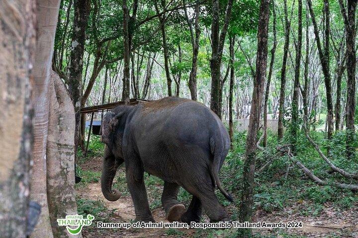 Khao Lak Ethical Elephant Observation Tour - Ingen ridning