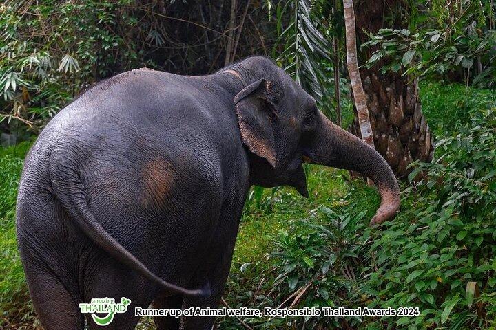 Khao Lak Ethical Elephant Sanctuary Rundvisning i mindre grupper