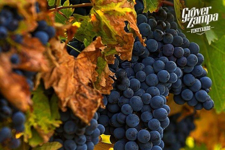 Bangalore Wine Trails : Grover Zampa Vineyard & Wine Tasting