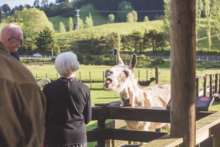 Sheep World Country Tour from Auckland