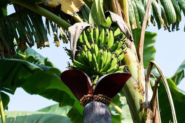 Tour privato alla scoperta culturale di Higüey (da Punta Cana)