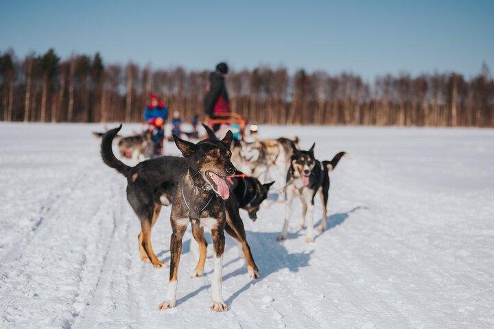 5KMのハスキーサファリで踏みしめる尻尾のトレイル