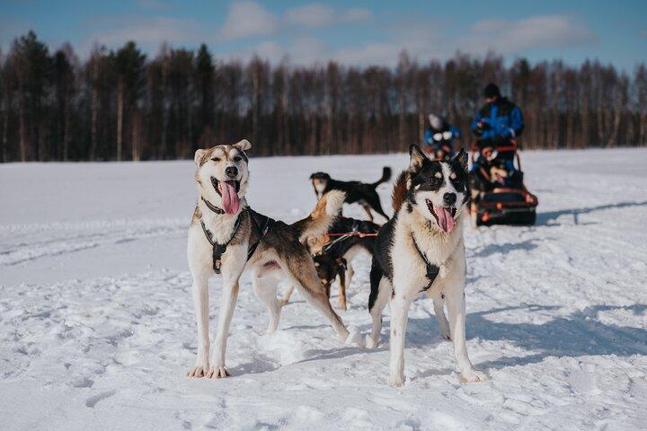5KMのハスキーサファリで踏みしめる尻尾のトレイル