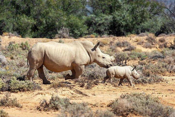 2 - Day Inverdoorn Safari - Big Five Cape Town Experience