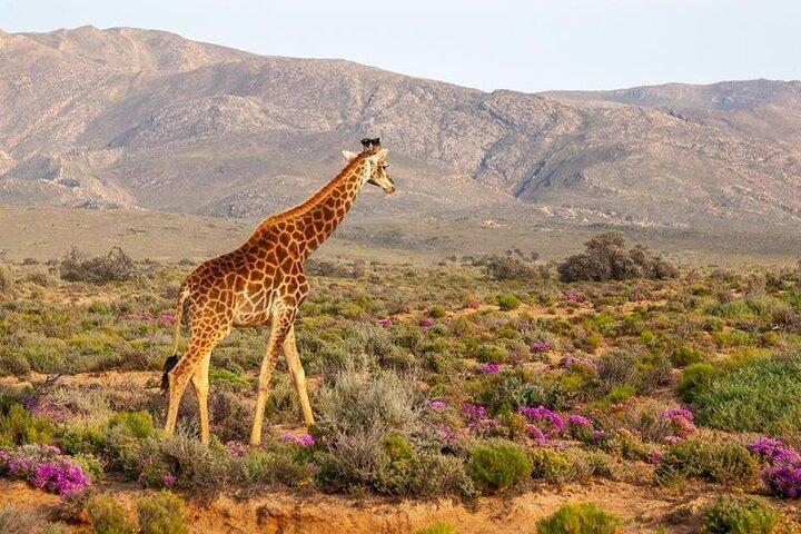 2 - Day Inverdoorn Safari - Big Five Cape Town Experience