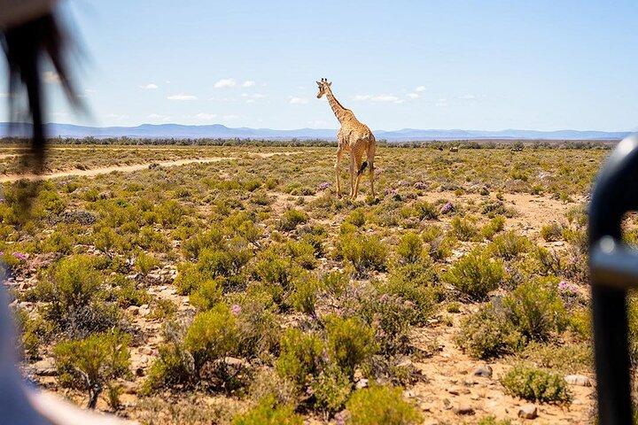 2 - Day Inverdoorn Safari - Big Five Cape Town Experience