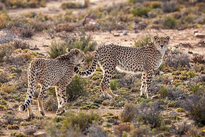2 - Day Inverdoorn Safari - Big Five Cape Town Experience
