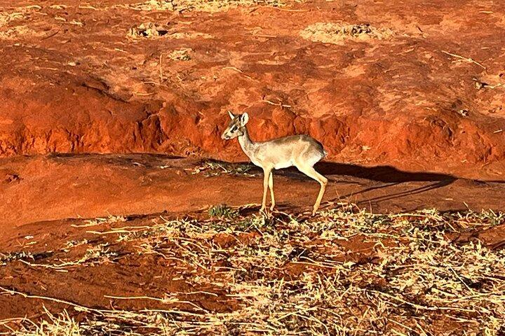 Elky 3 giorni Tsavo East e Ziwani Game Sanctuary