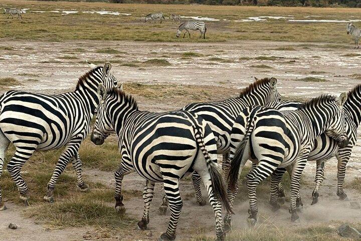 Elky 3 giorni Tsavo East e Ziwani Game Sanctuary