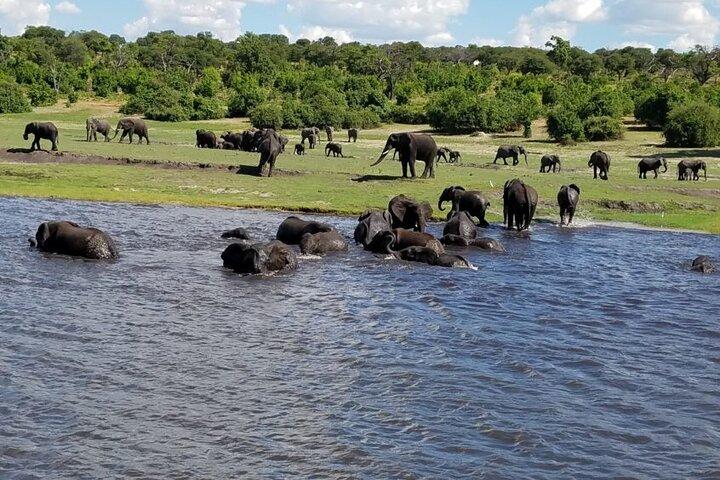 Chobe National Park Day Trip from Livingstone
