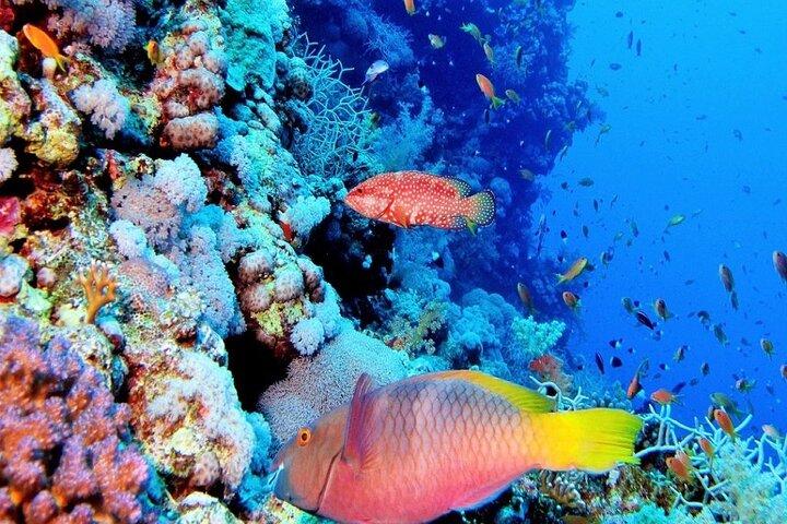 Semi ubådstur med snorkling fra Hurghada og El Gouna