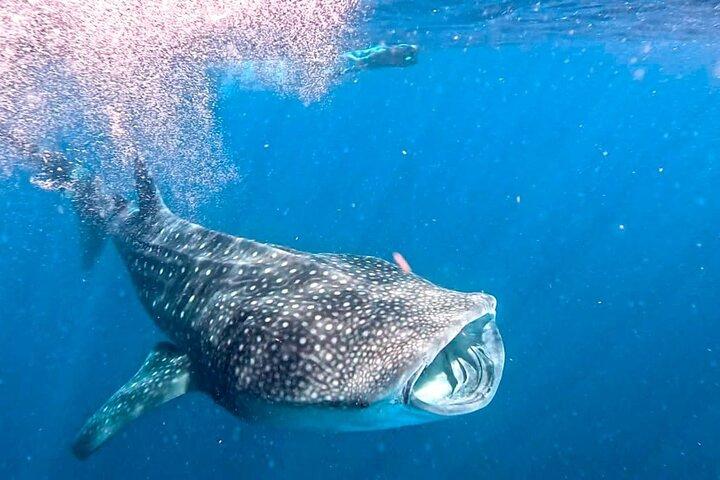 Privat Whale Shark All Inclusive Experience